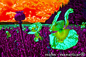 Mohn